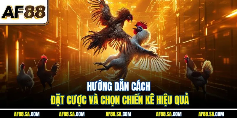 Hướng dẫn cách đặt cược và chọn chiến kê hiệu quả