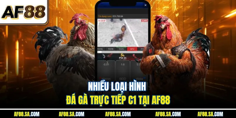 Nhiều loại hình đá gà trực tiếp C1 tại AF88