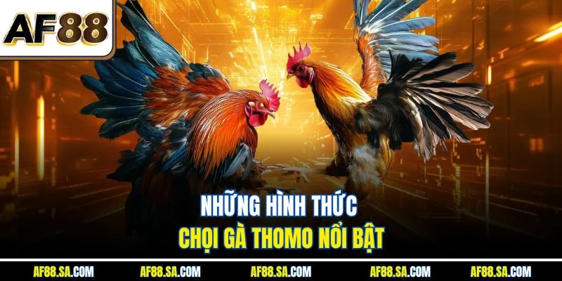 Những hình thức chọi gà Thomo nổi bật