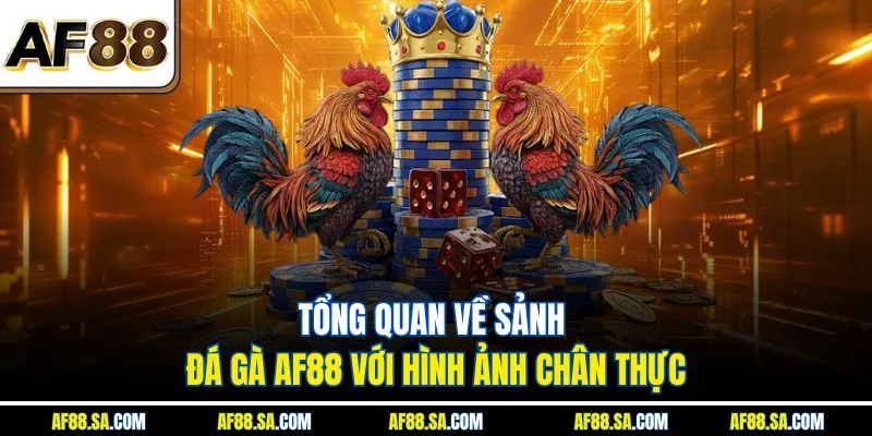 Tổng quan về sảnh đá gà AF88 với hình ảnh chân thực